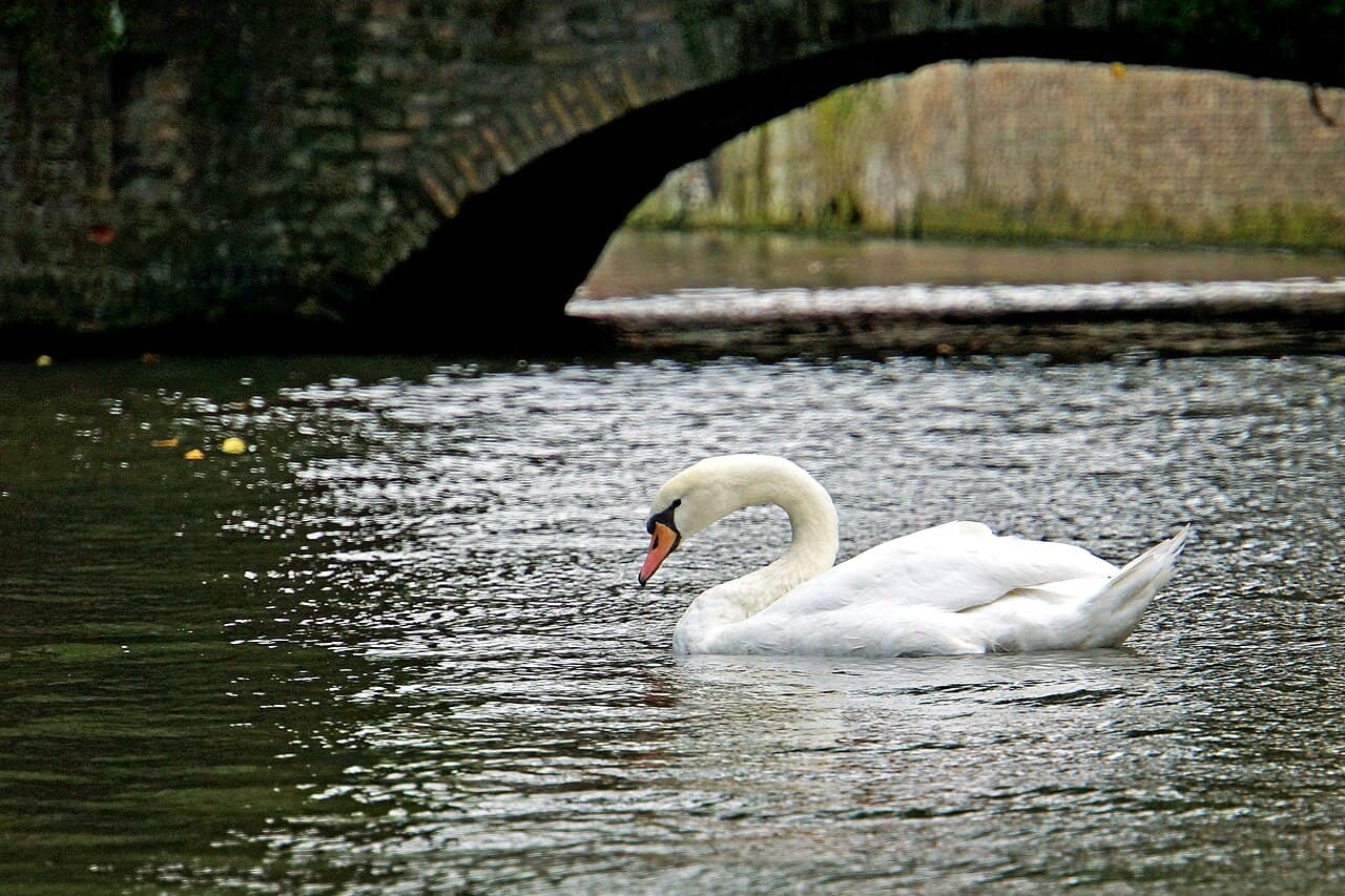 Swans on the Minnewater lake, Bruges