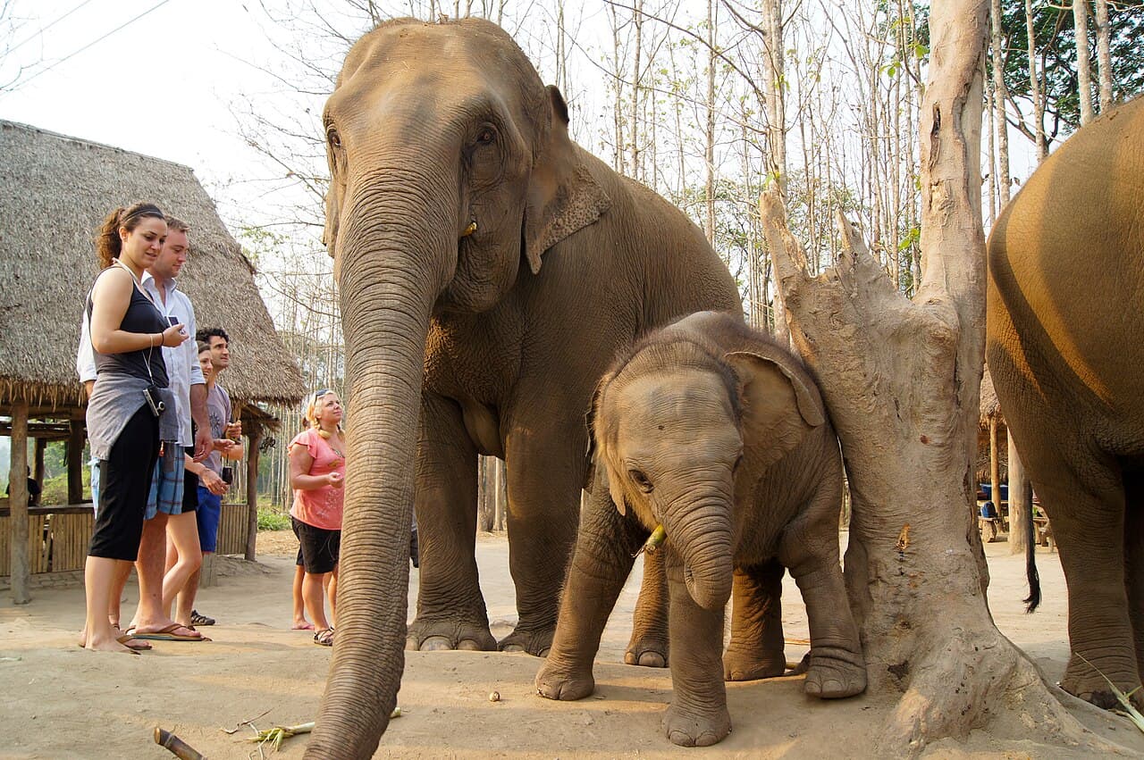 An ethical elephant sanctuary near Chiang Mai