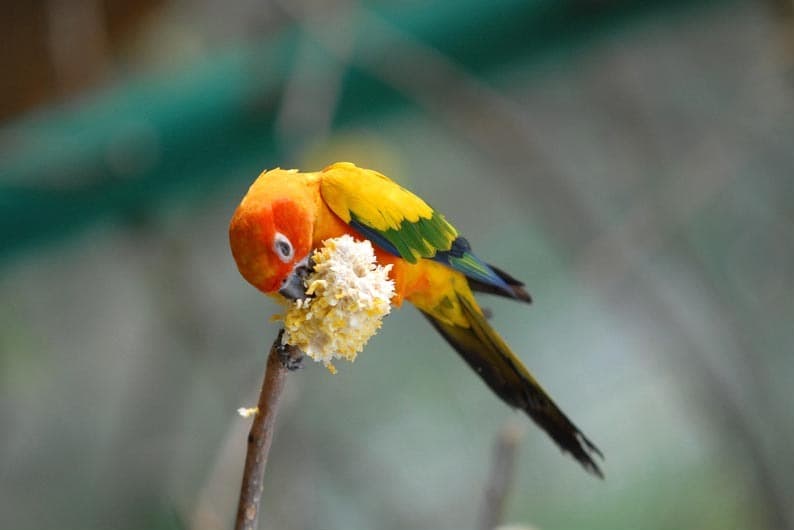 KL Bird Park in the Perdana Gardens, Kuala Lumpur