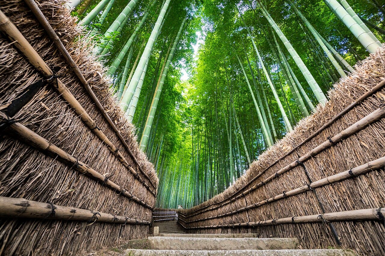 The Arashiyama Bamboo Grove, Kyoto