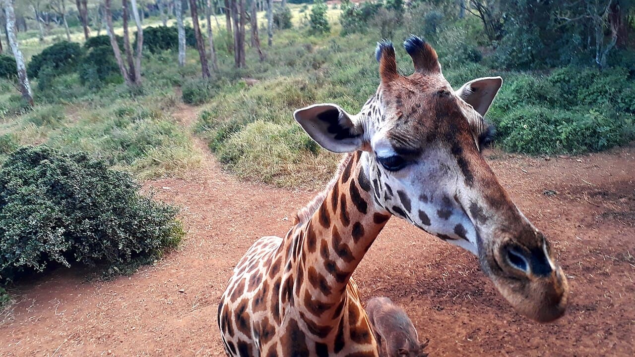 The Giraffe Centre, Nairobi