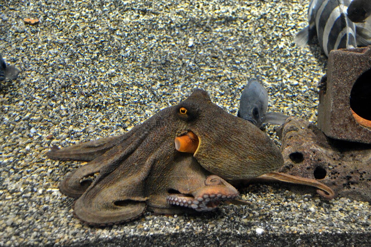 Osaka Aquarium Kaiyukan