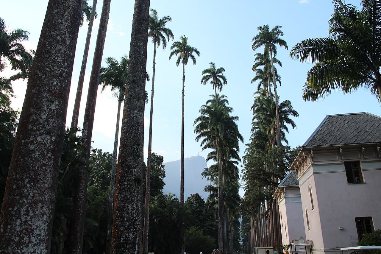 The Botanical Garden, Rio de Janeiro
