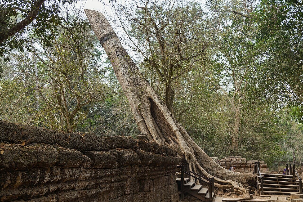Ta Prohm temple in the jungle, Cambodia