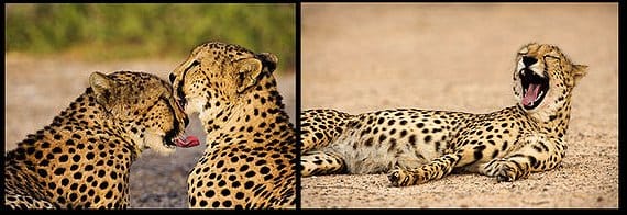 Cheetahs on the wildlife reserve of Sir Bani Yas Island, Abu Dhabi