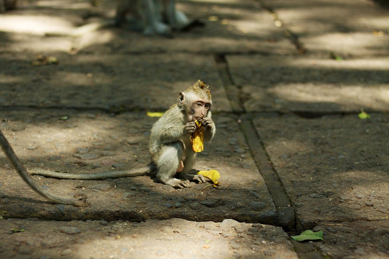 The Sacred Monkey Forest, Ubud, Bali