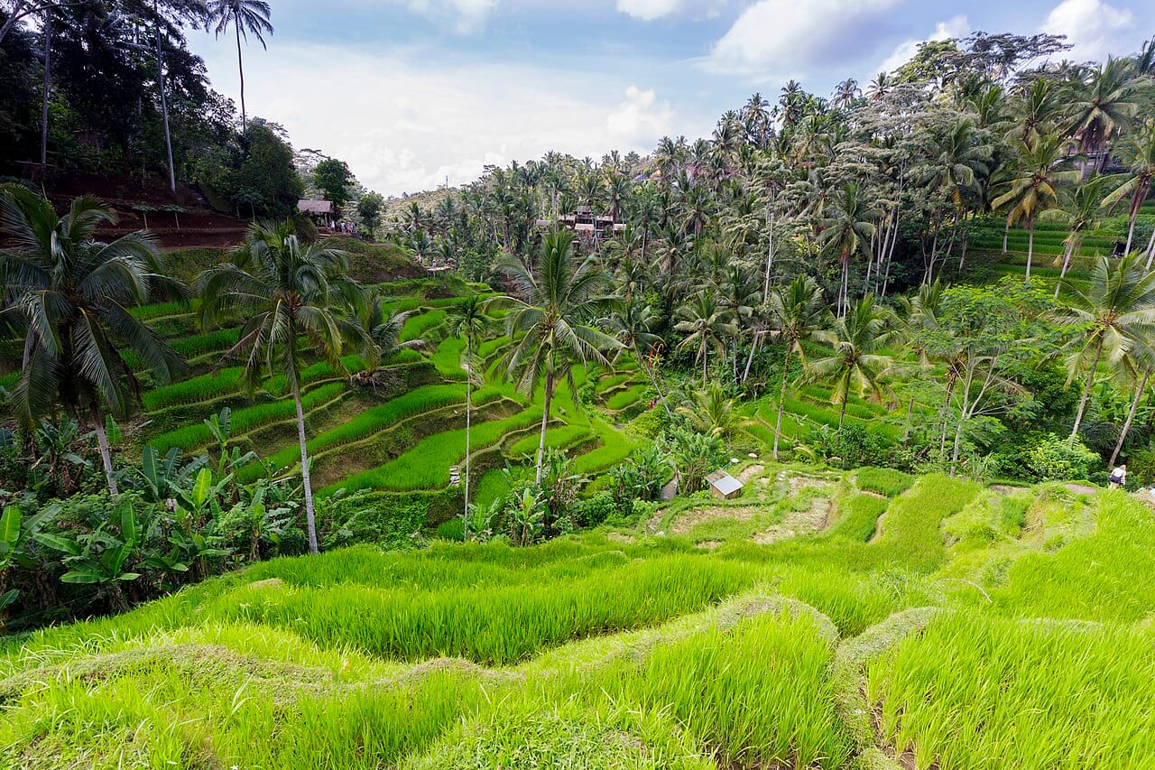 The Tegalalang rice terraces, Bali