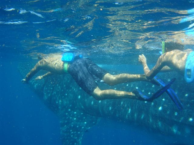 A snorkeler swimming beside a whale shark near La Paz, Mexico