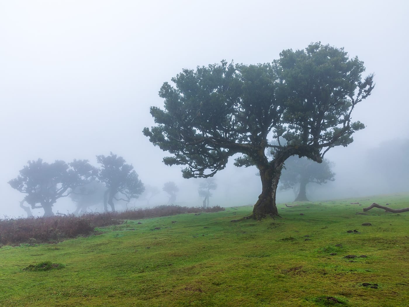 An ancient gnarled tree in the fog of the Fanal Forest in Madeira