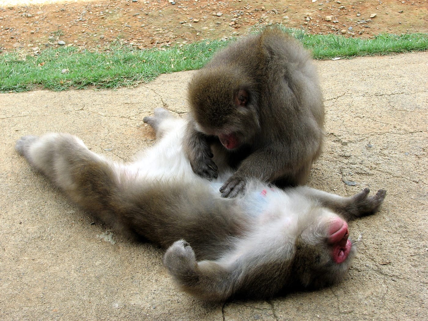 A wild macaque at the Arashiyama Monkey Park above Kyoto
