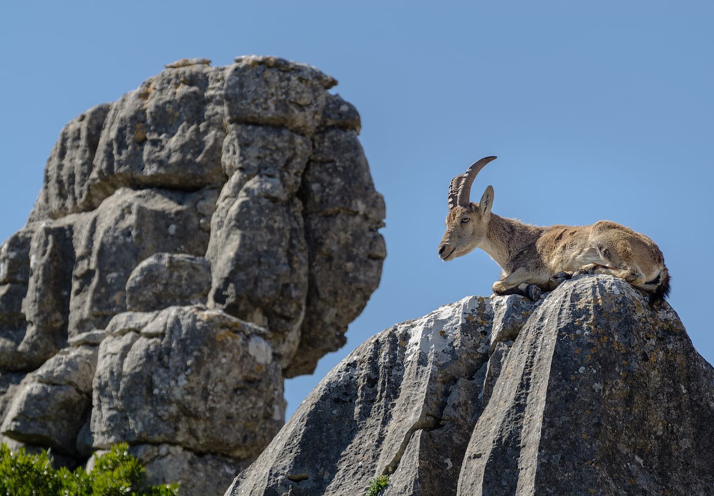 The stacked limestone rock formations and an ibex at El Torcal de Antequera