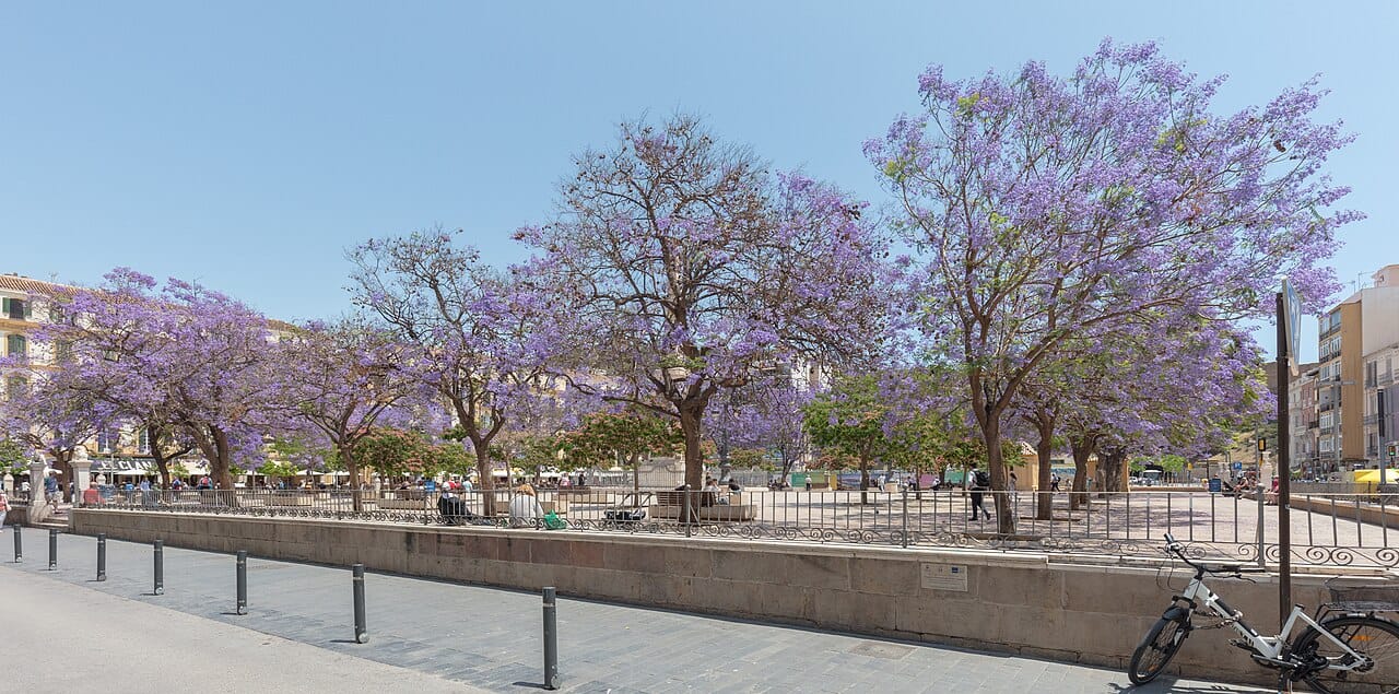 Plaza de la Merced and Picasso's birthplace, Málaga