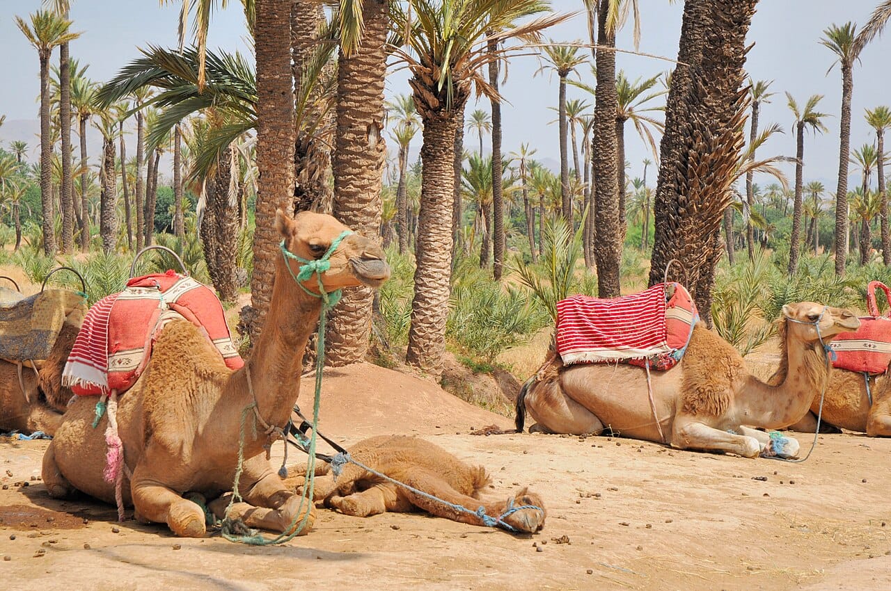 A camel ride in the Palmeraie, Marrakech