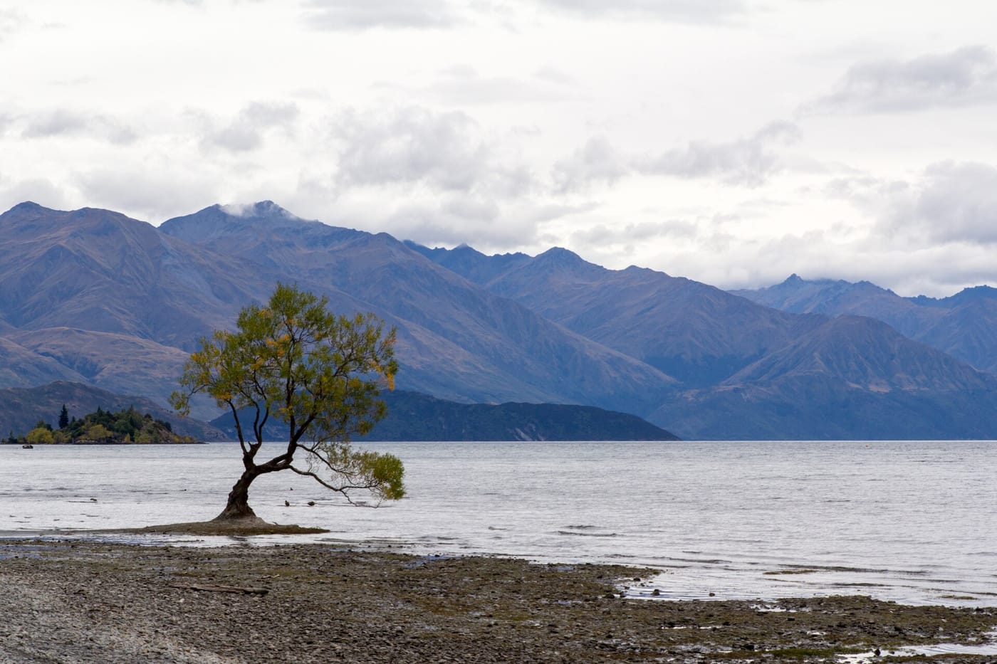 The famous lone willow tree standing in Lake Wanaka, New Zealand