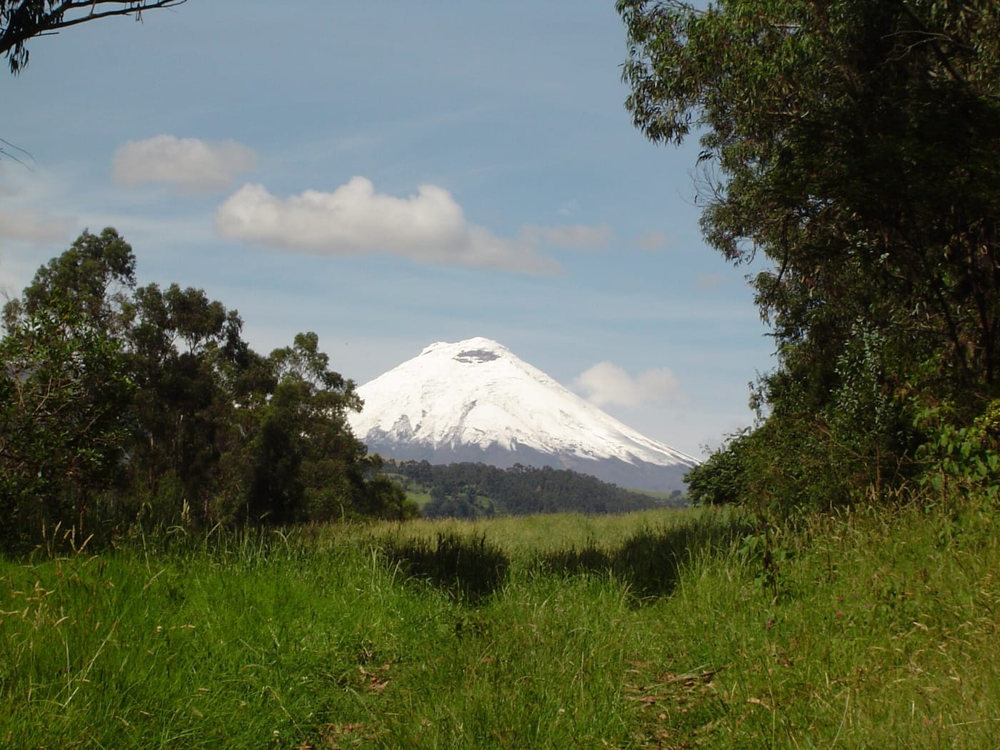 The snow-capped Cotopaxi volcano above the páramo in Ecuador