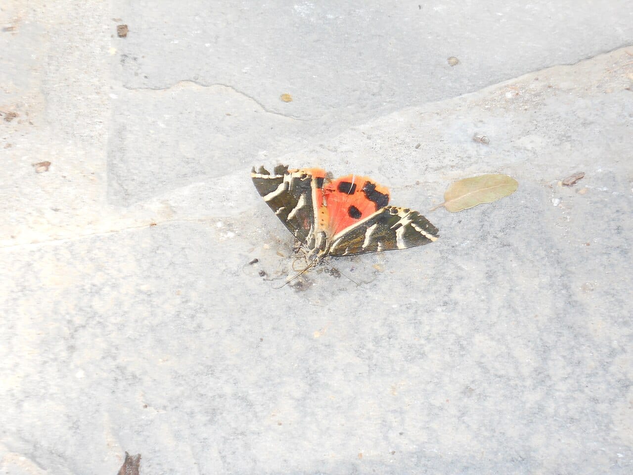 The Valley of the Butterflies, Rhodes