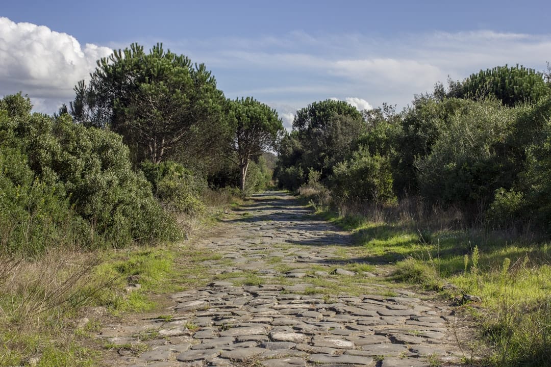 The ancient cobbled Appian Way running between trees and Roman pines
