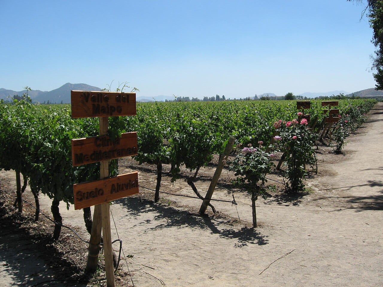 Chilean wine tasting, Santiago