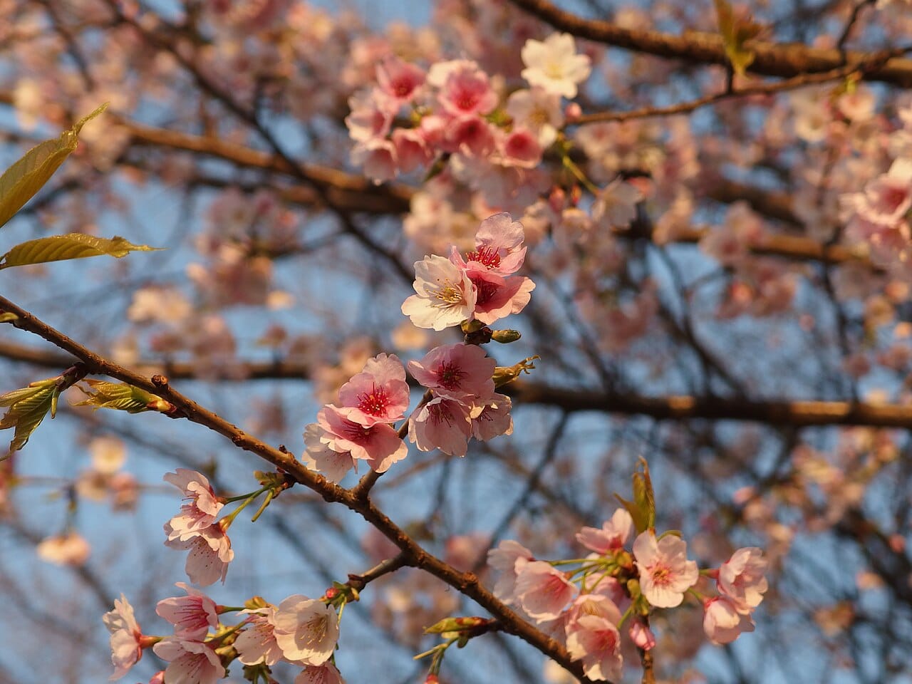Ueno Park, Tokyo