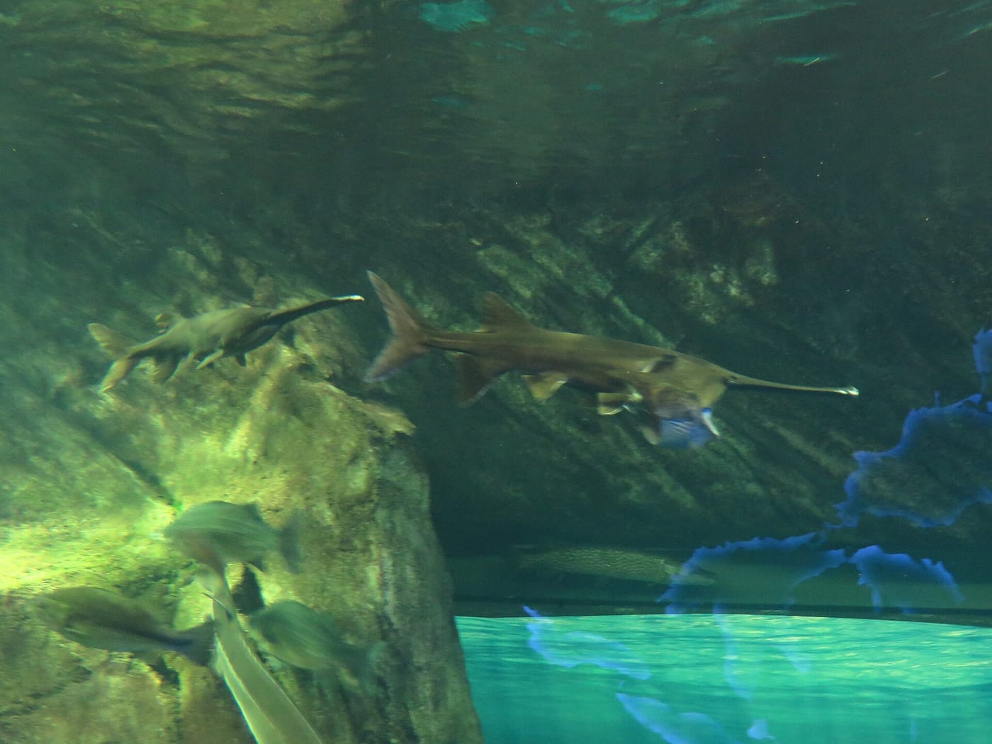 The shark tunnel at Ripley's Aquarium in Toronto