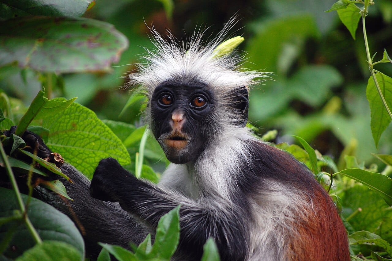 Jozani Forest red colobus, Zanzibar